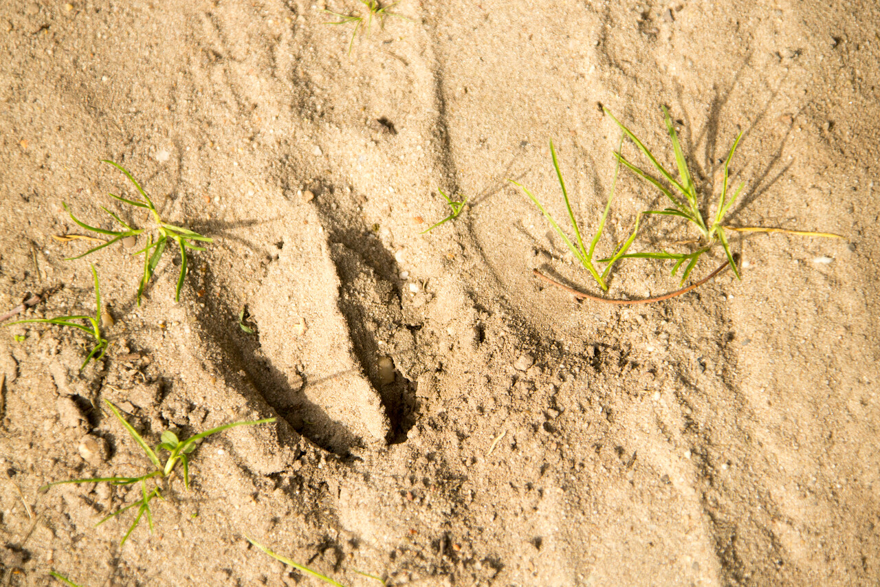 Diersporen zoeken, landgoed Staverden