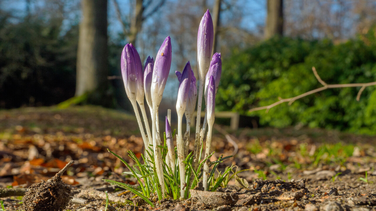 Voorjaarswandeling, landgoed Hoekelum