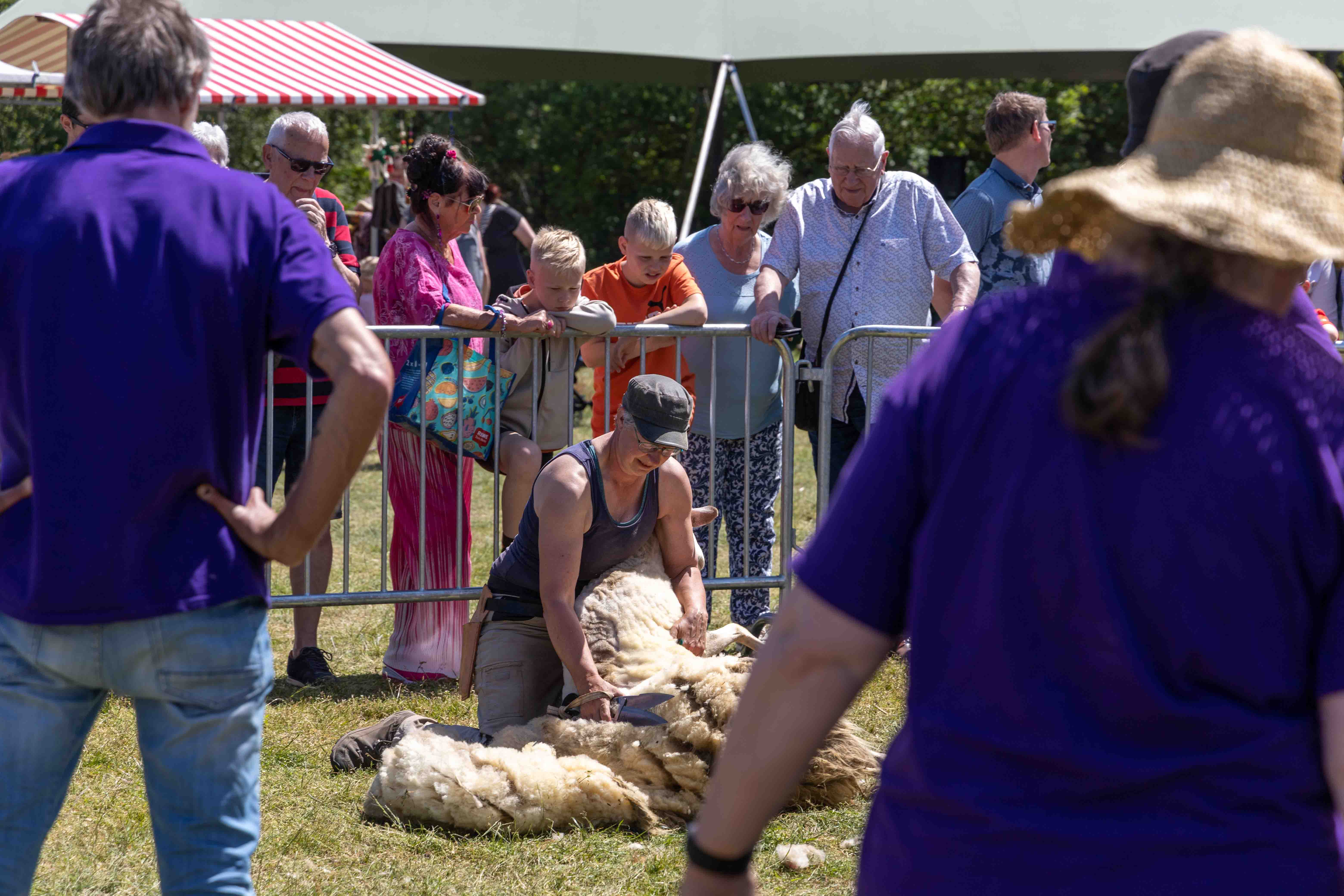  Wol- en schaapscheerfestijn - Schaapskooi Schapedrift Ermelo